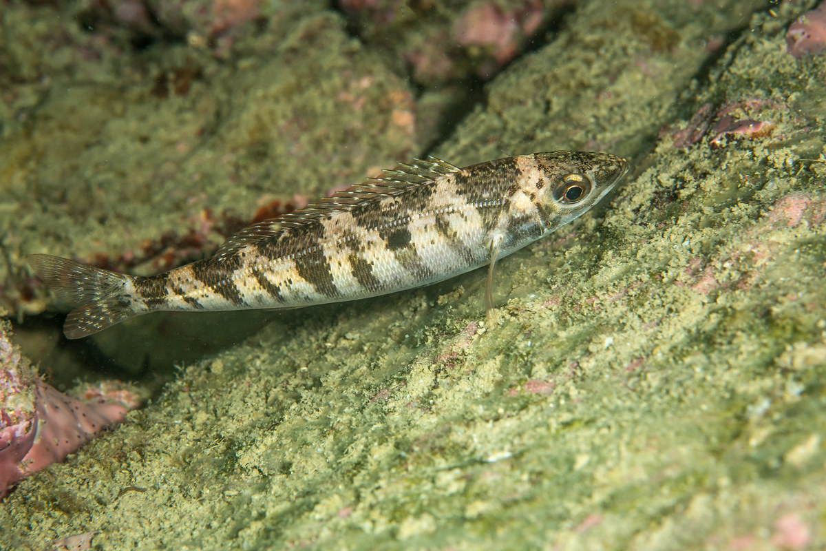 Spicara smaris (livrea notturna)