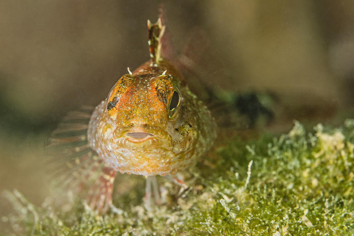 Tripterygion tripteronotus