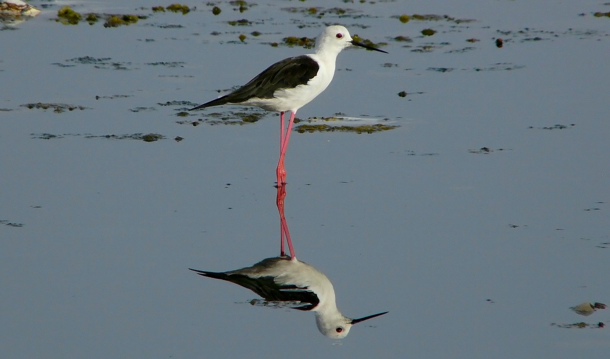 Knight of Italy reflection