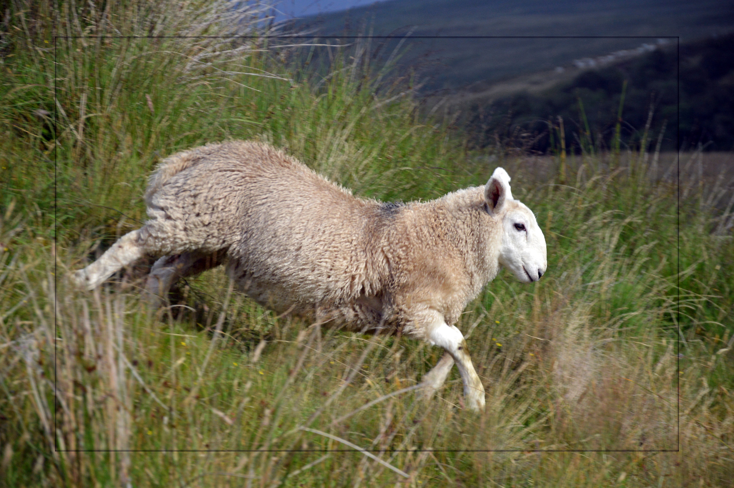 Scottish sheep