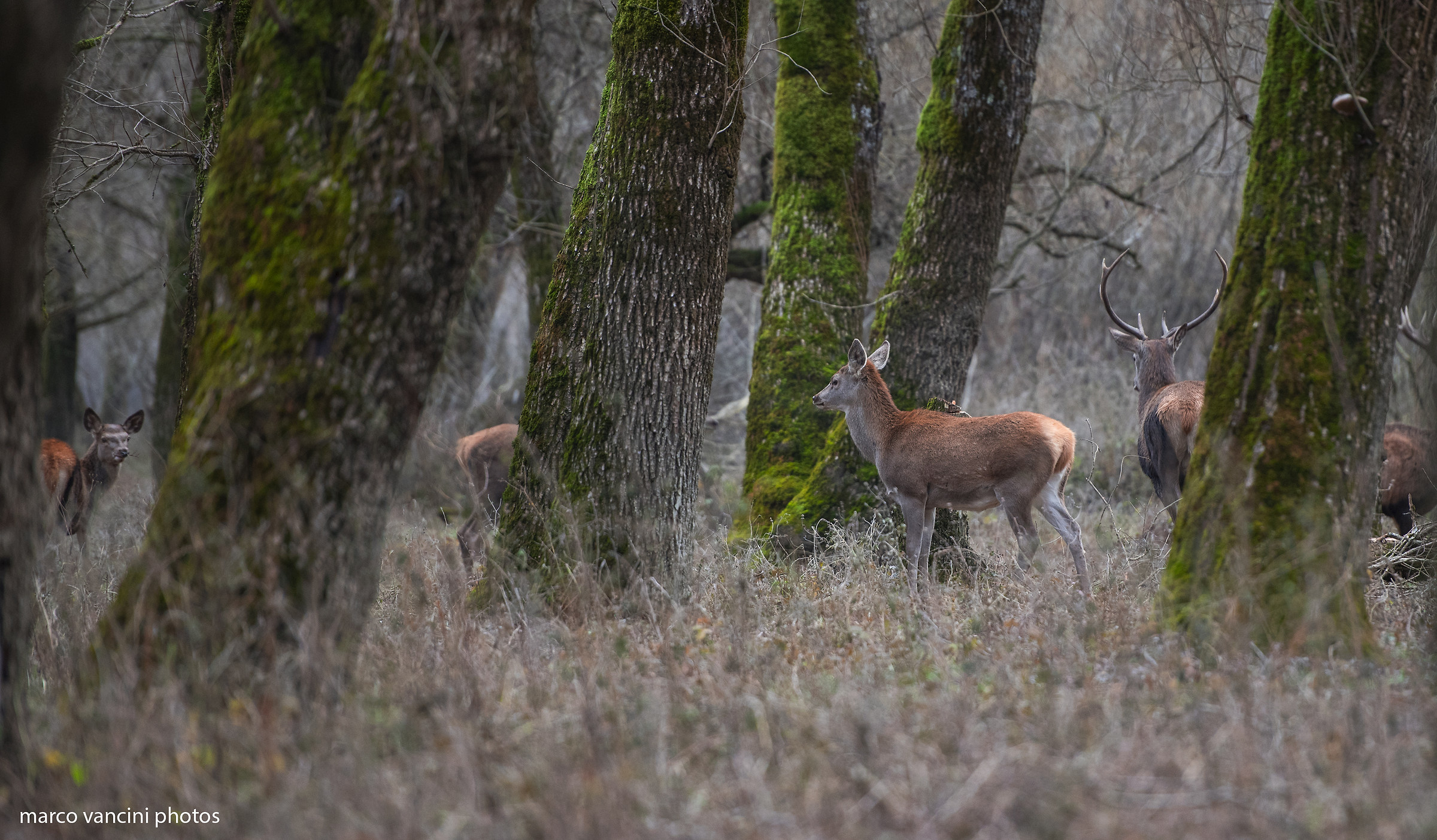 nel bosco dei cervi