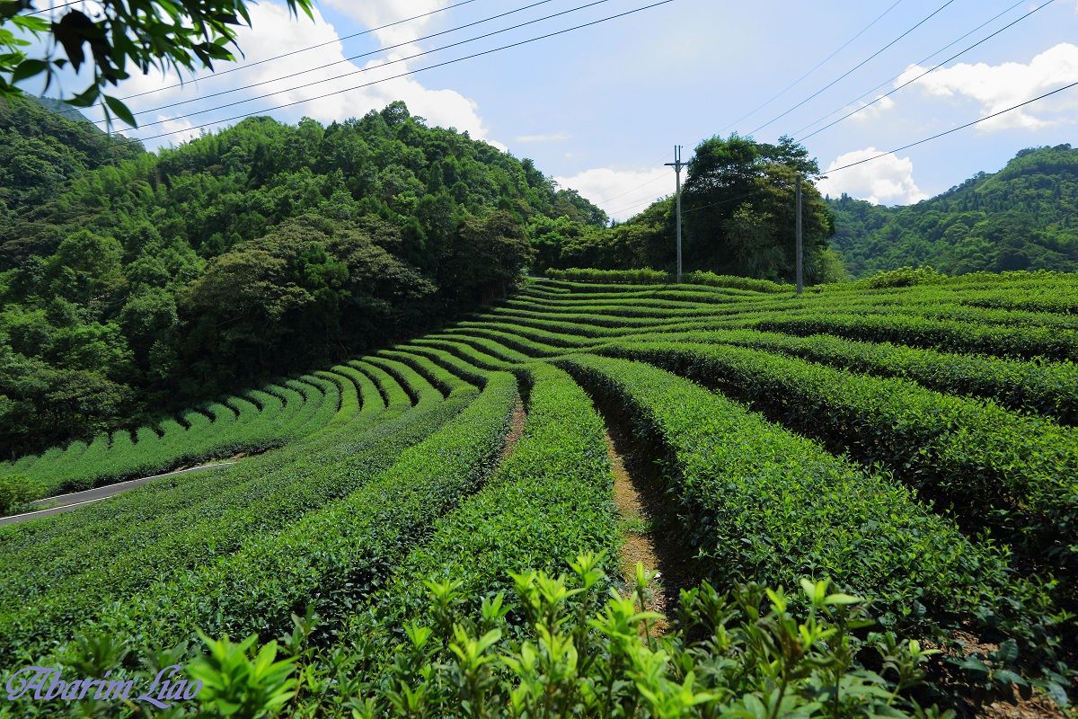 Tea garden