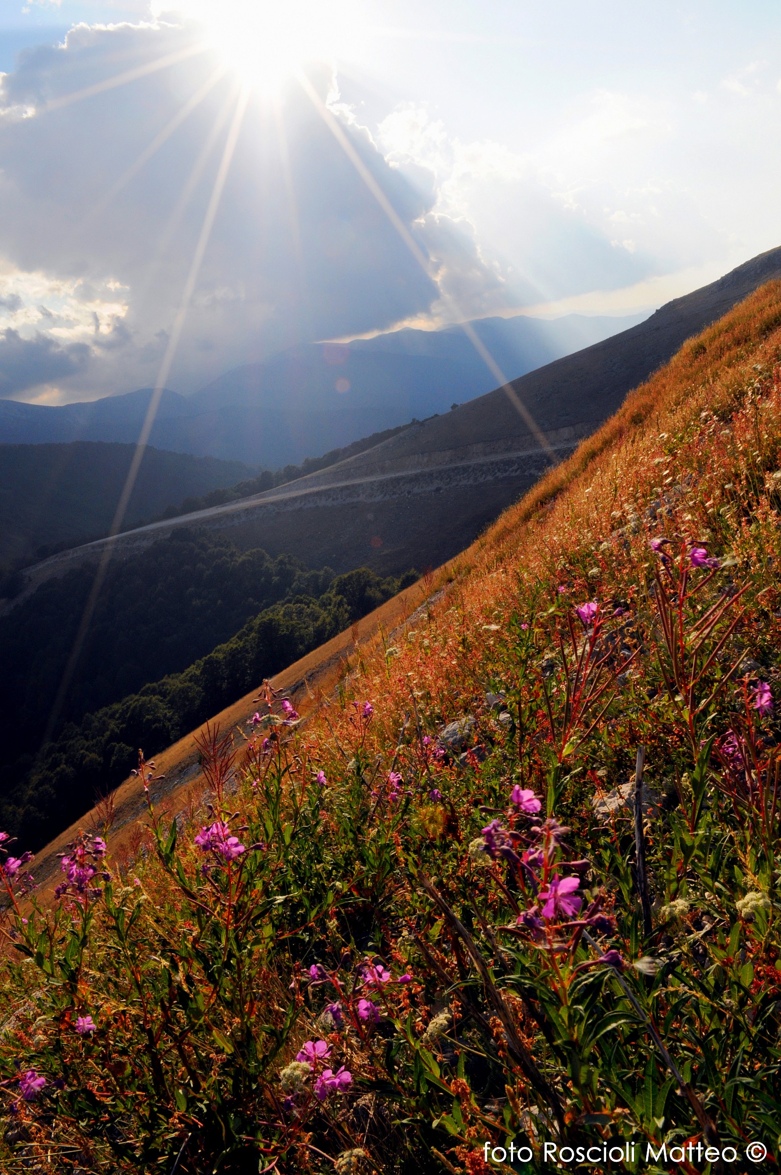 Monte Coast Calf - Pescasseroli (aq)