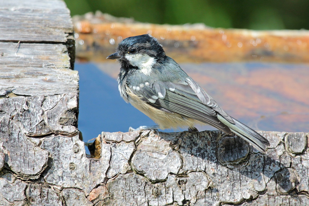 Cincia mora ( Parus ater )