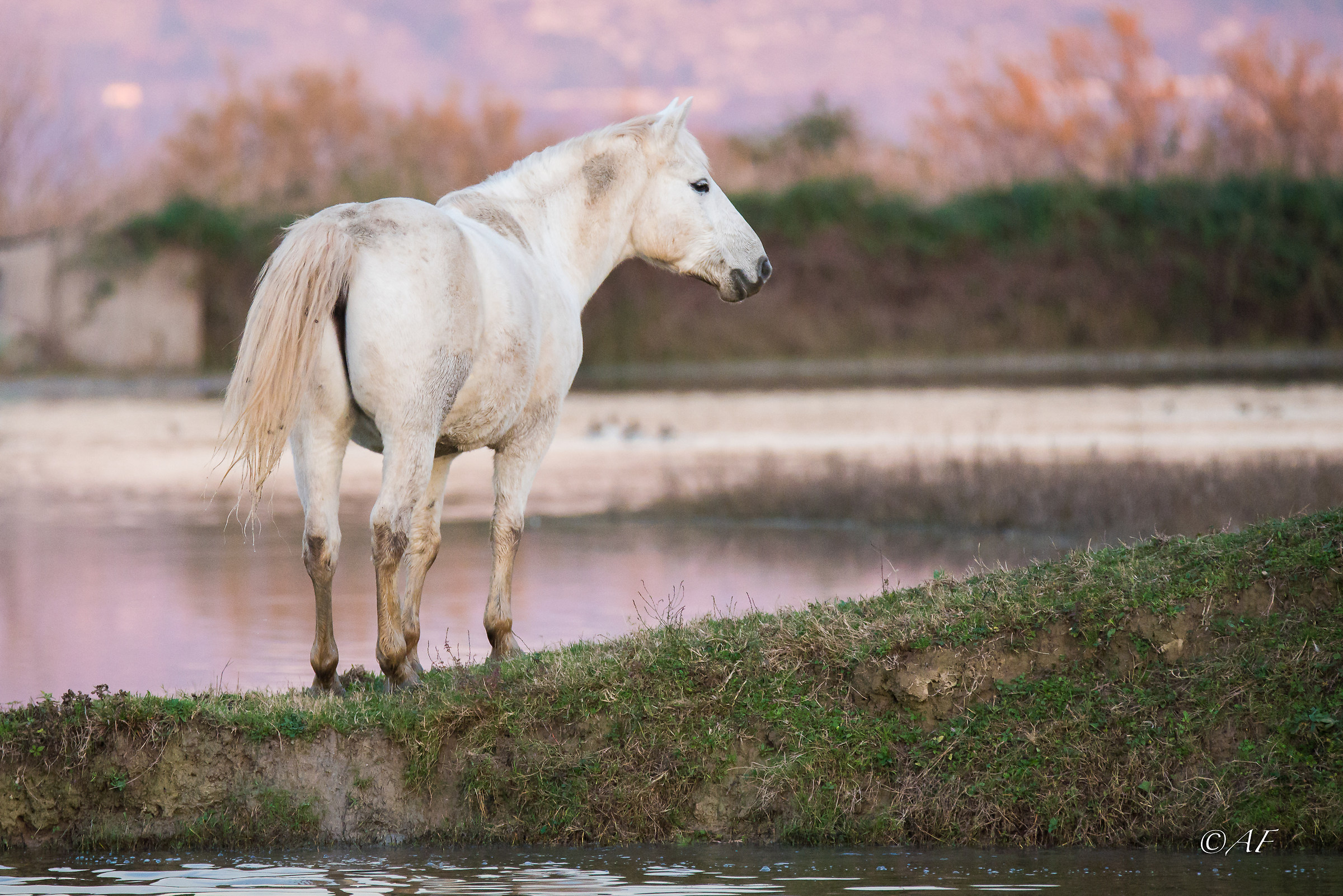 last light on the Camargue