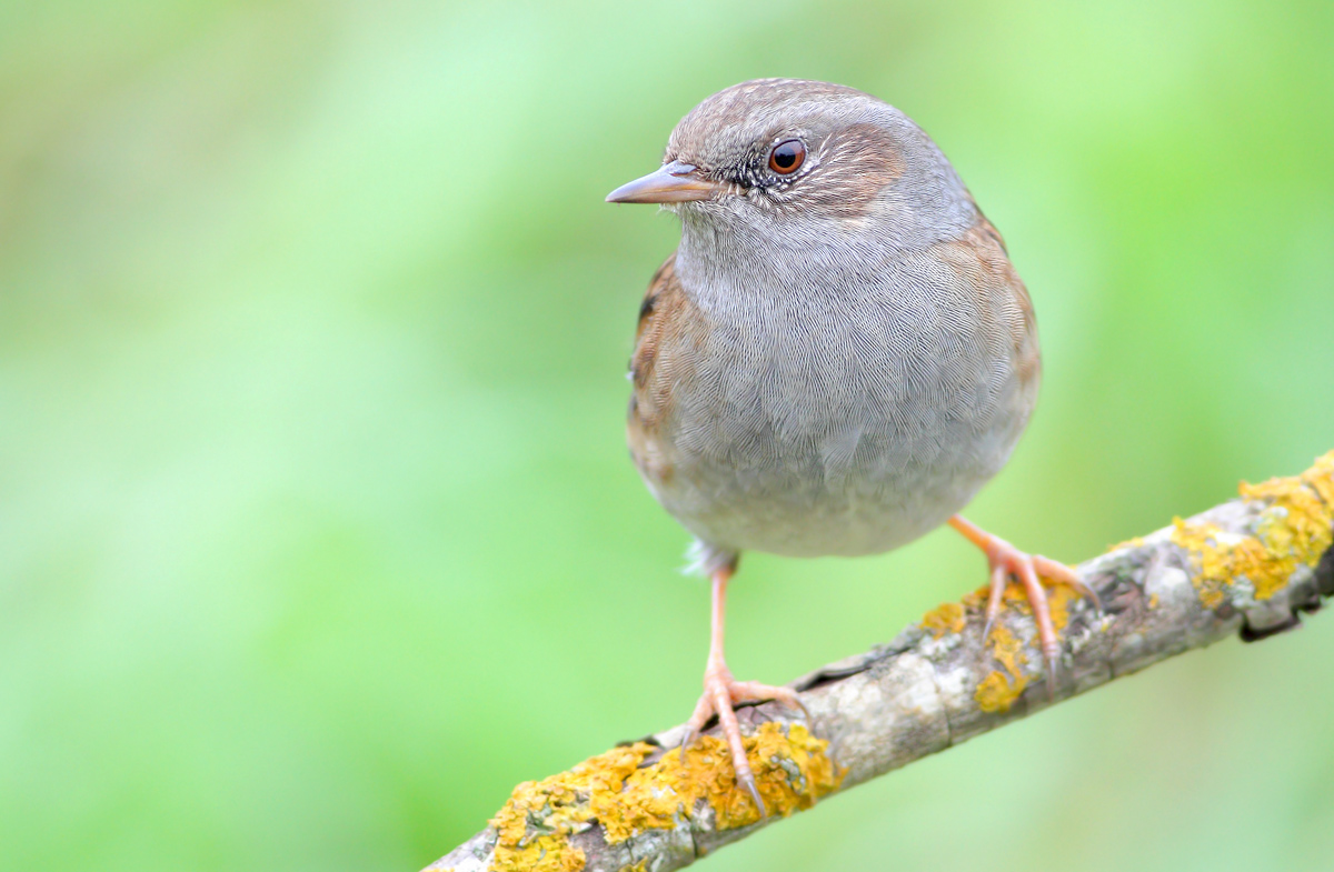 Dunnock