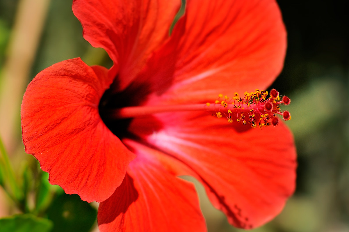 Hibiscus - Castellammare di Stabia 20130831