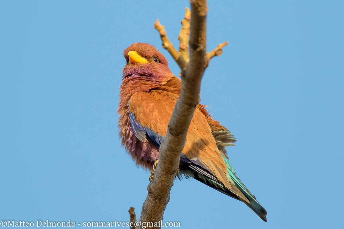 Uccello dollaro africano