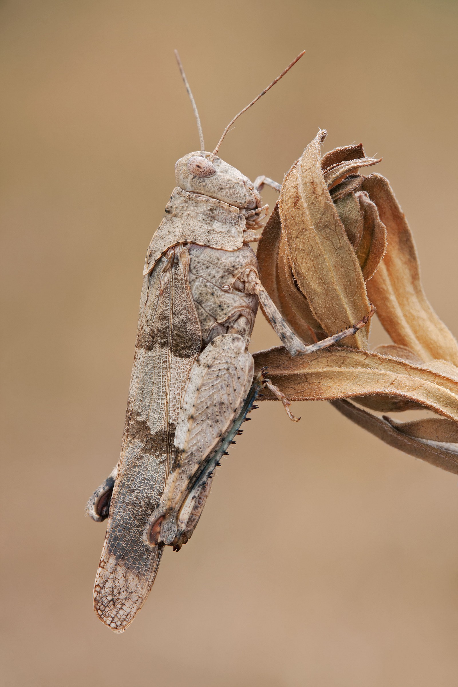 Mimetismo - Oedipoda caerulescens