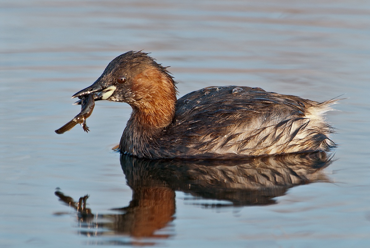 Little Grebe