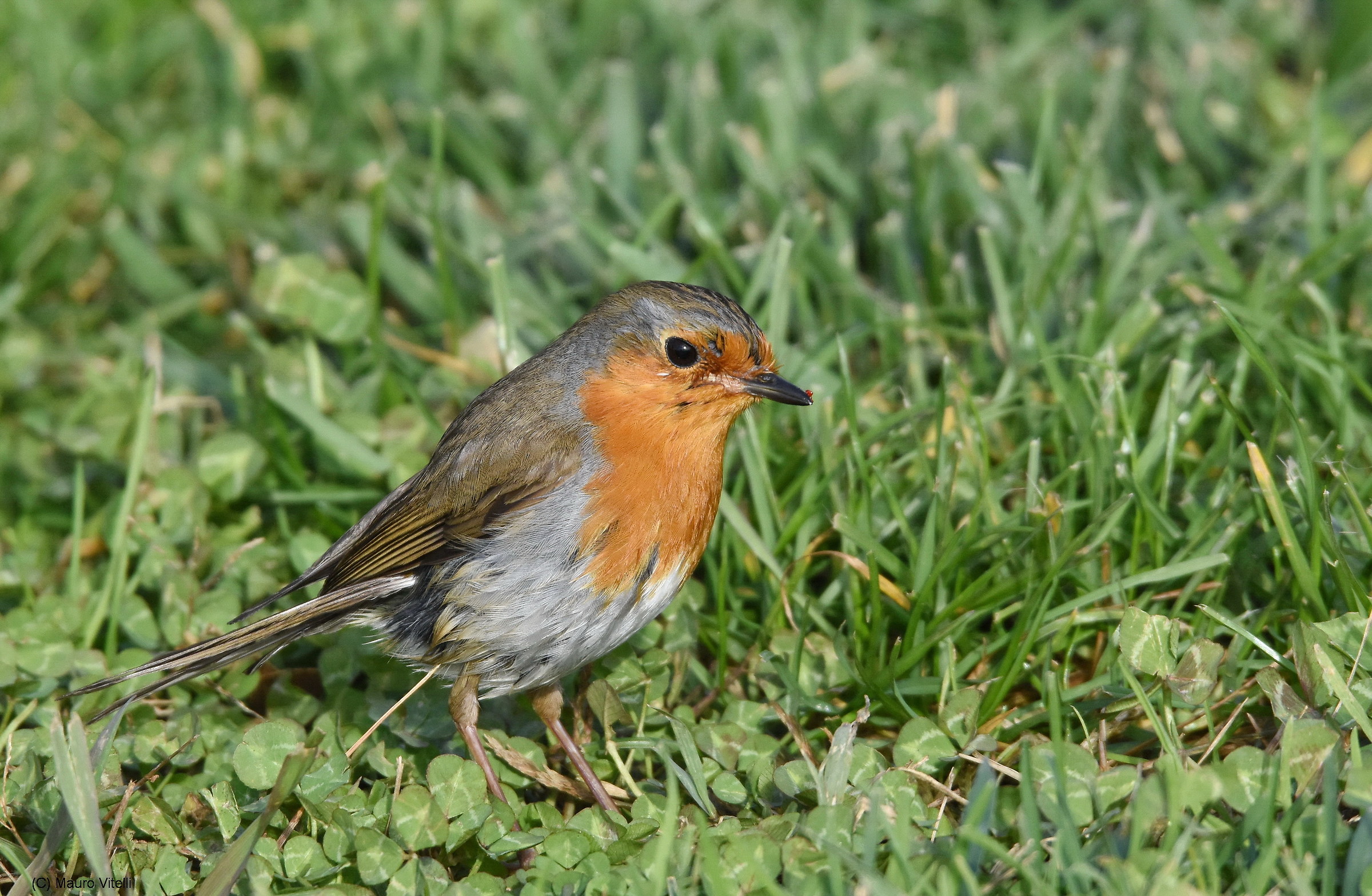 grazing in the grass