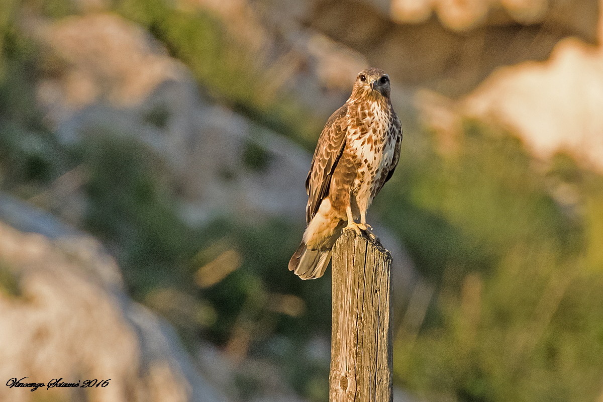 Buzzard