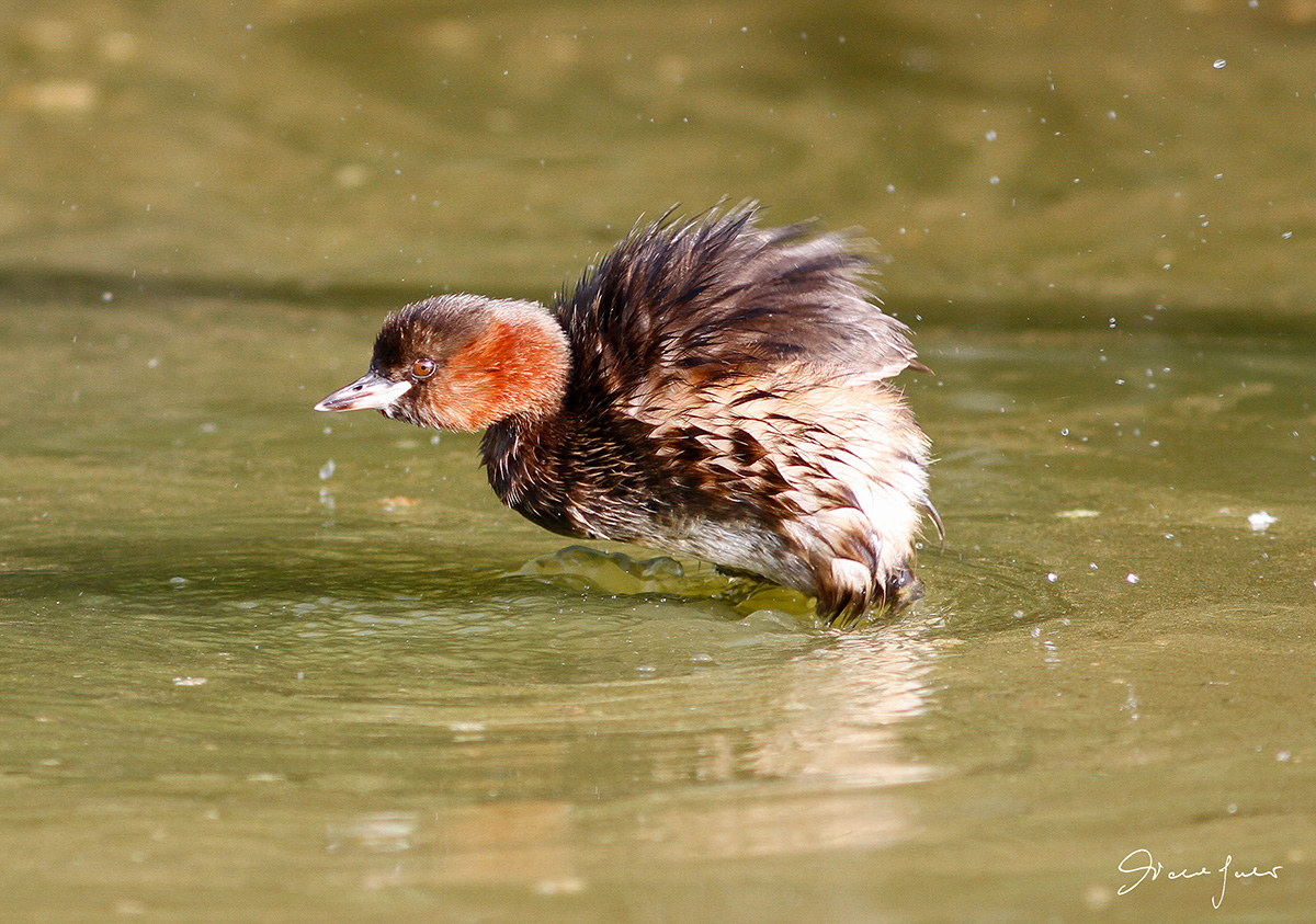 Little grebe