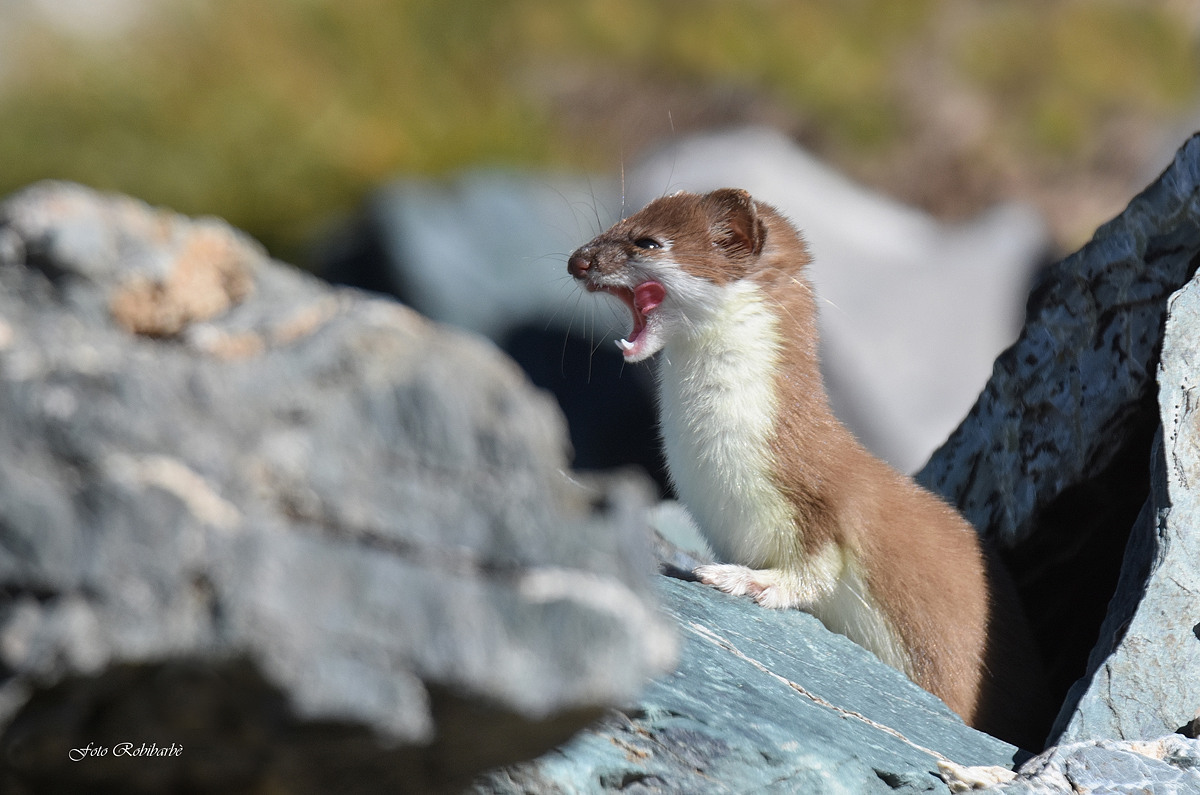 Ermellino predatore...