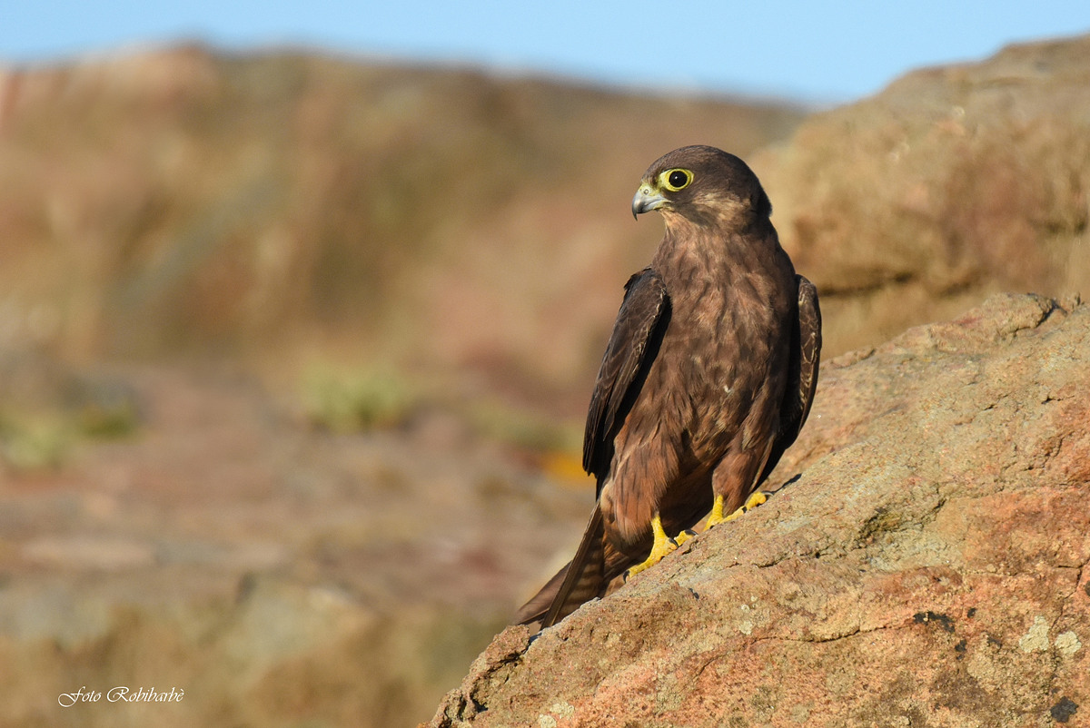 Queen hawk ... female ...
