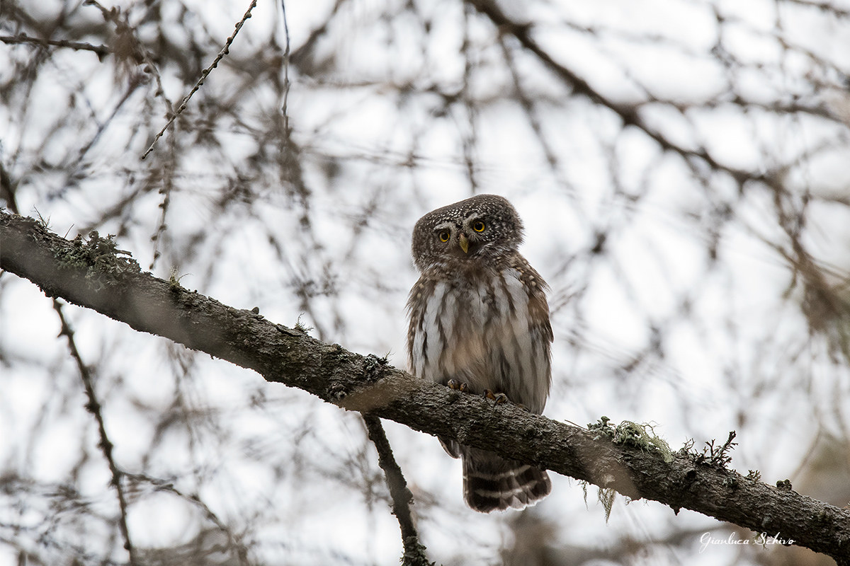 pygmy owl