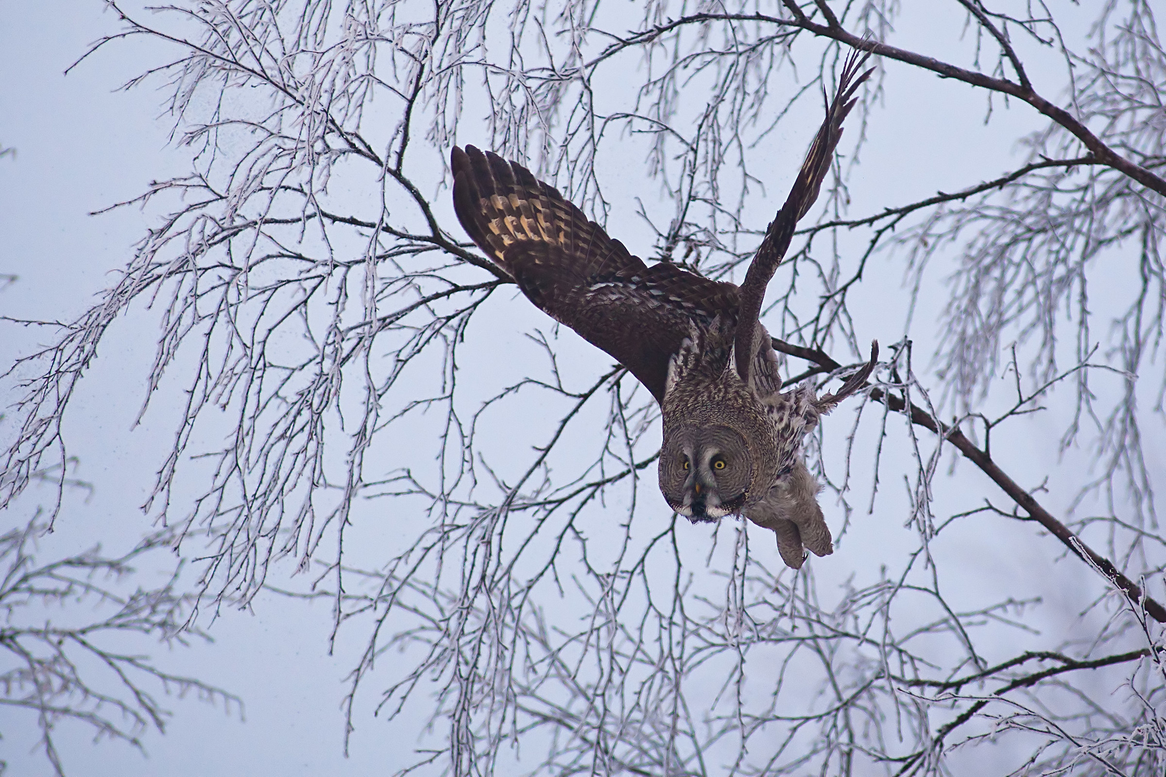 Great grey owl