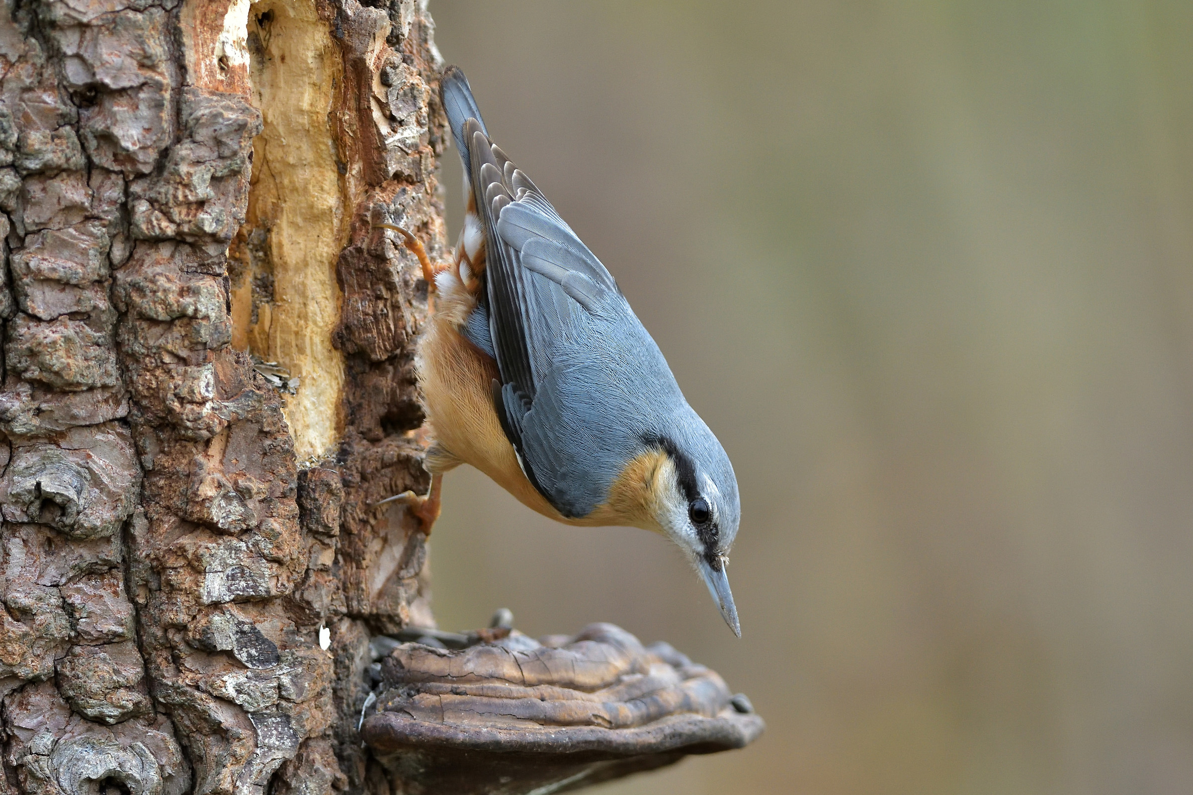 Picchio muratore (Sitta europaea)