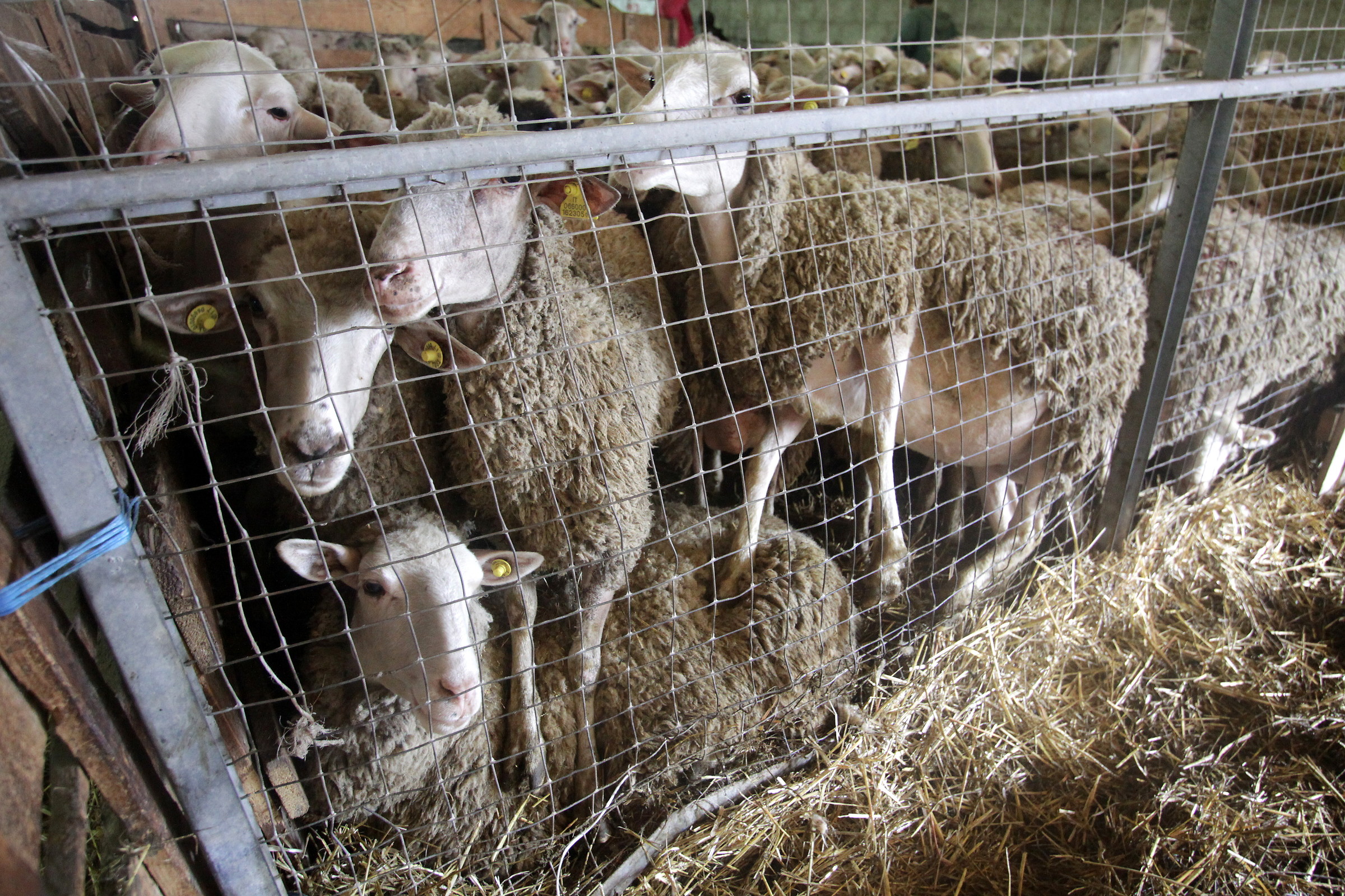 8502 Fila disordinata attesa rosatura