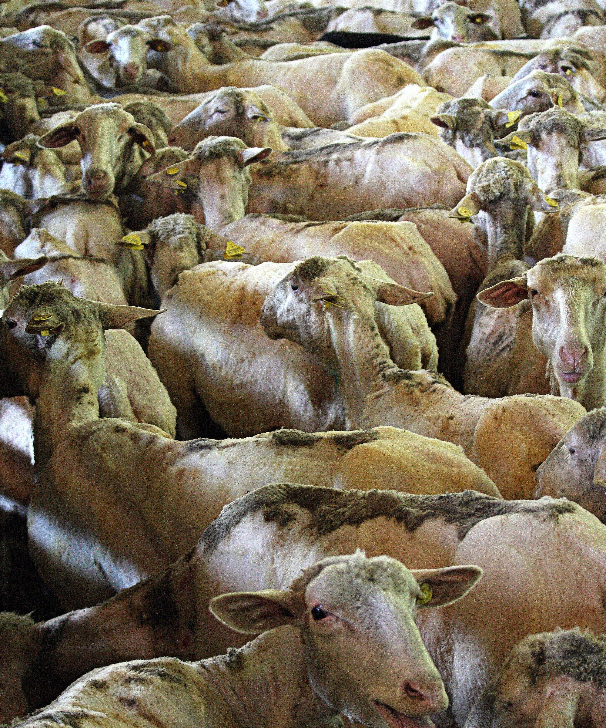 8814 (111) Dopo tosatura