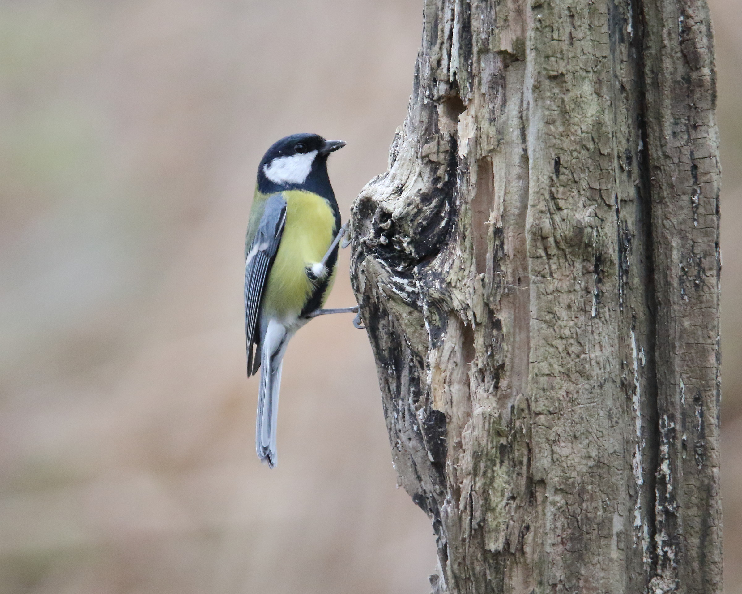 Cinciallegra 1 ripa bianca 12-2016