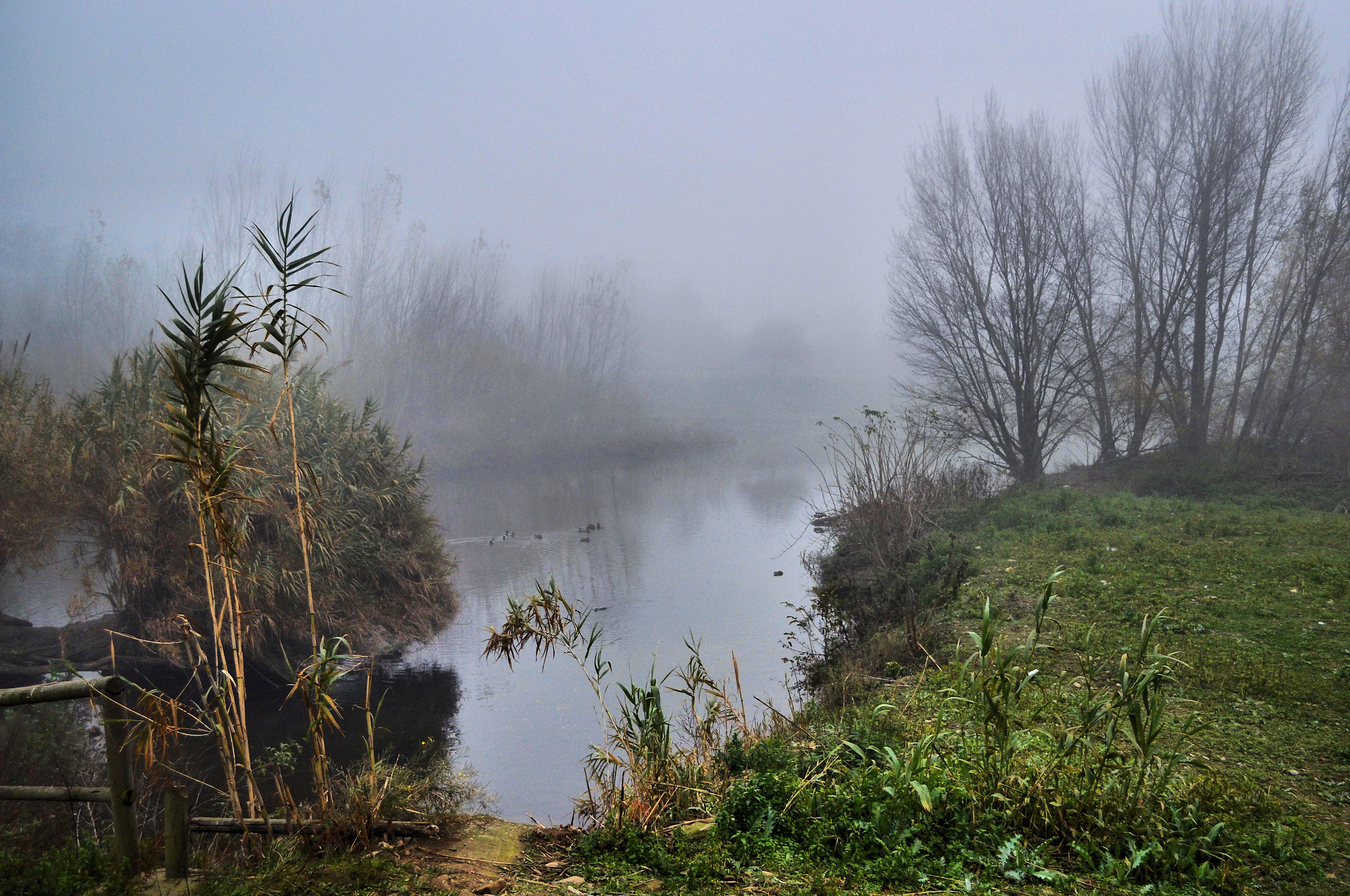 Fog over the river