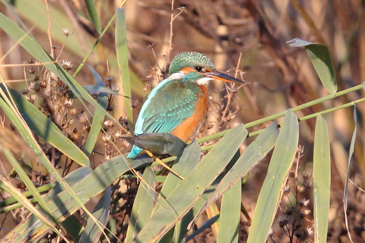 Martin pescatore 26/11/2016