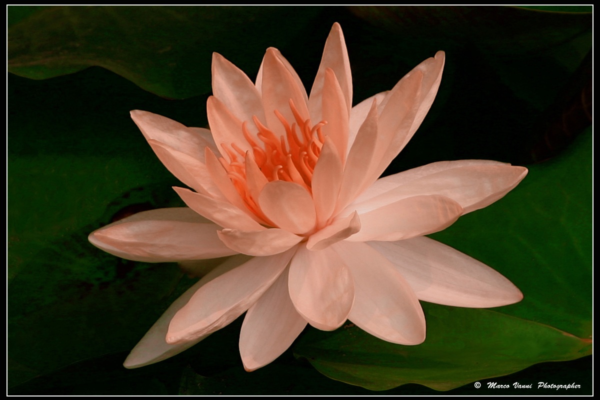 Waterlily