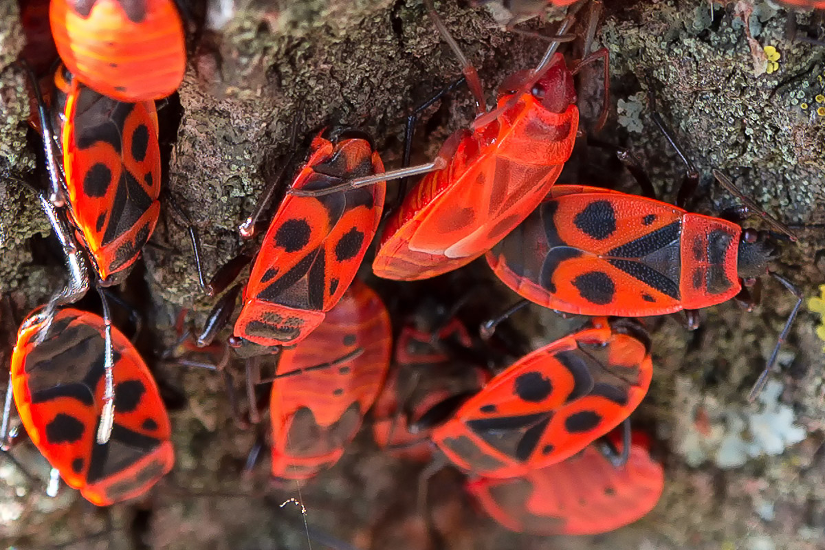 Pyrrhocoris apterus