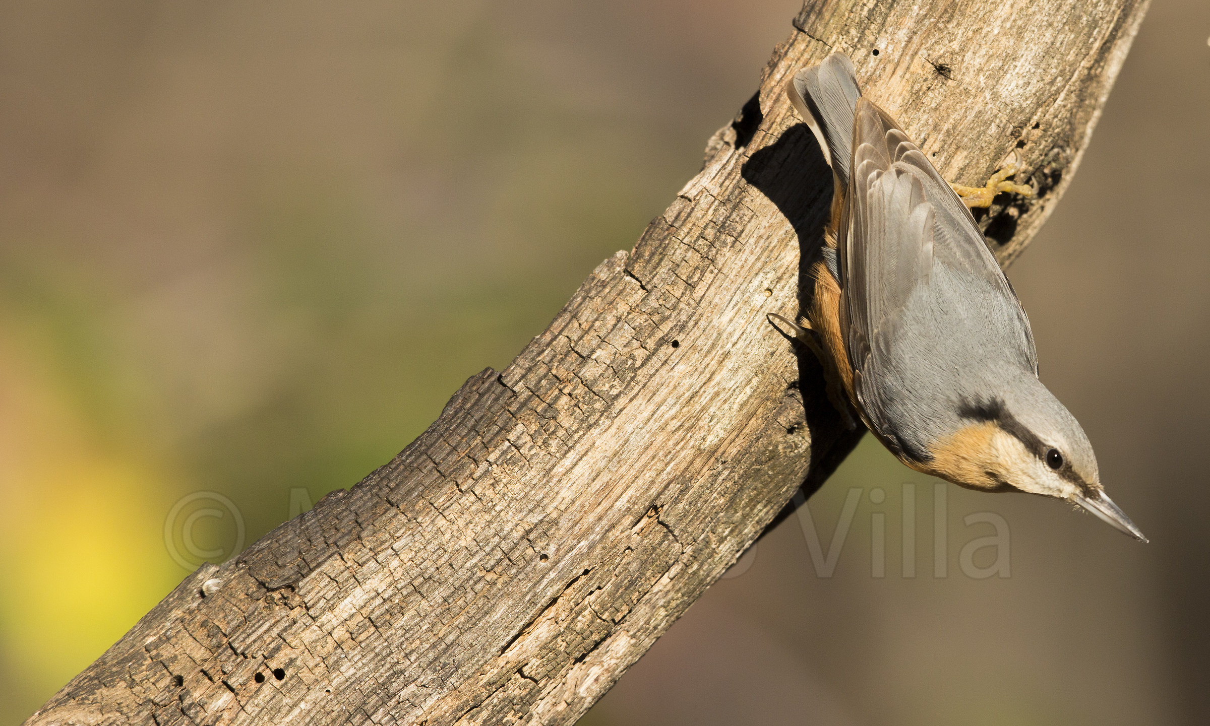nuthatch