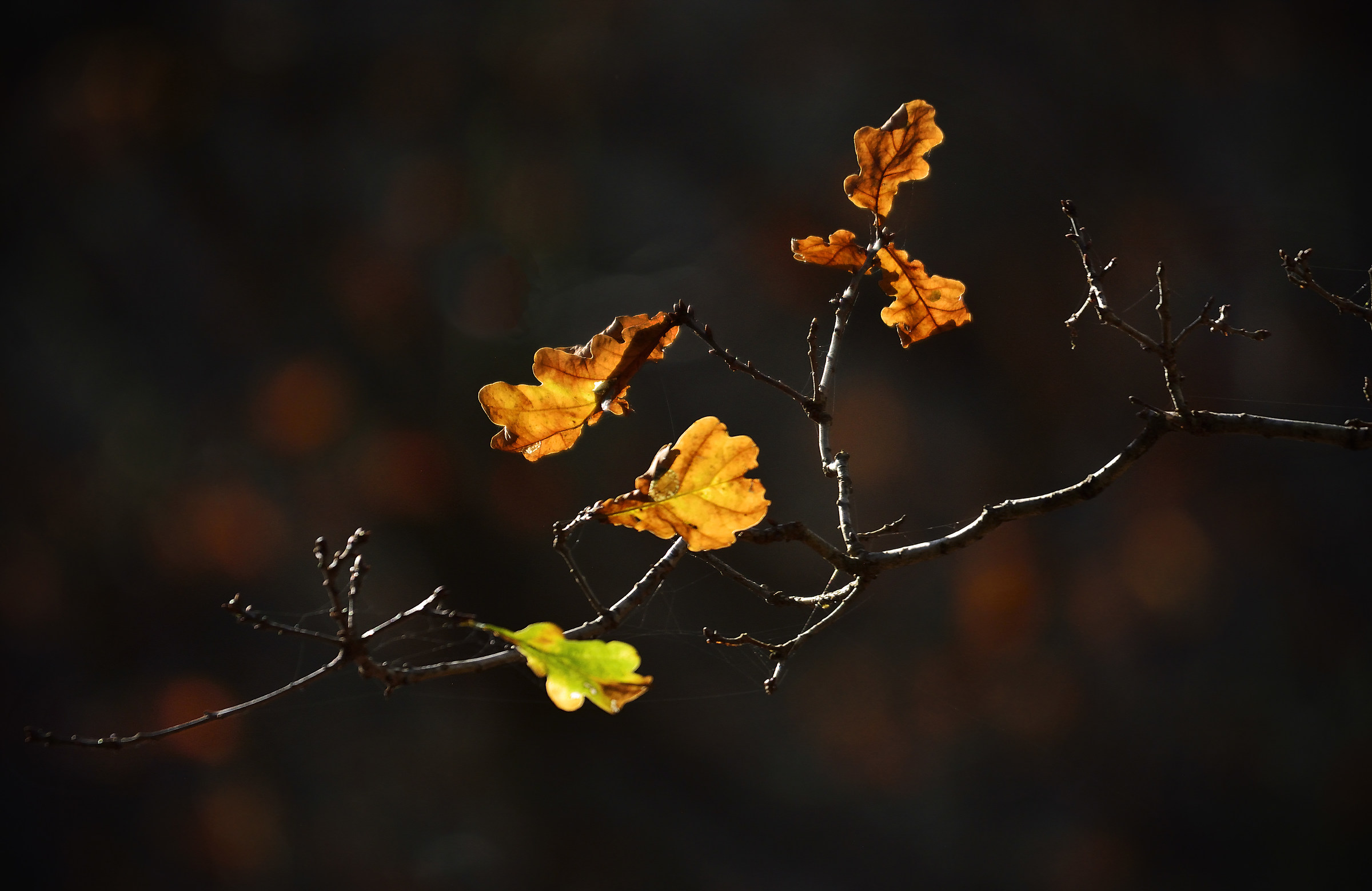 Holding On (the Golden Oak)