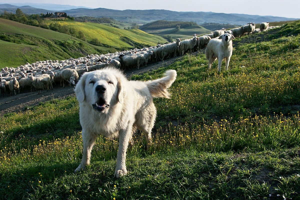 Colline senesi