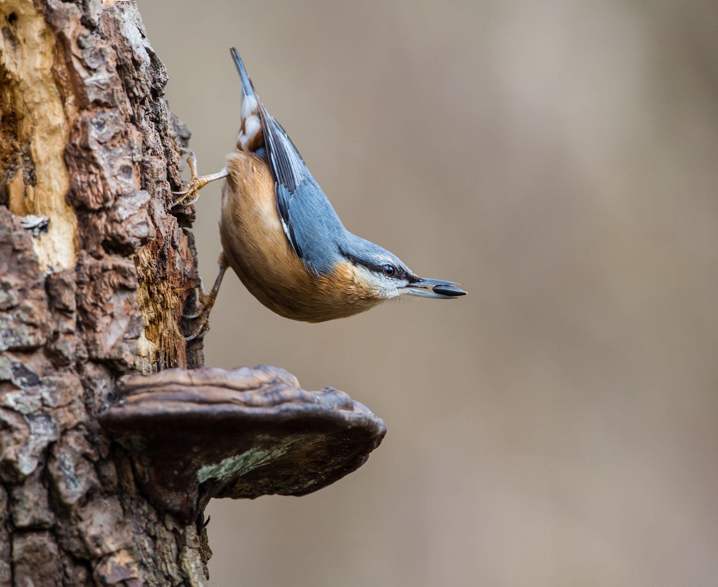 nuthatch