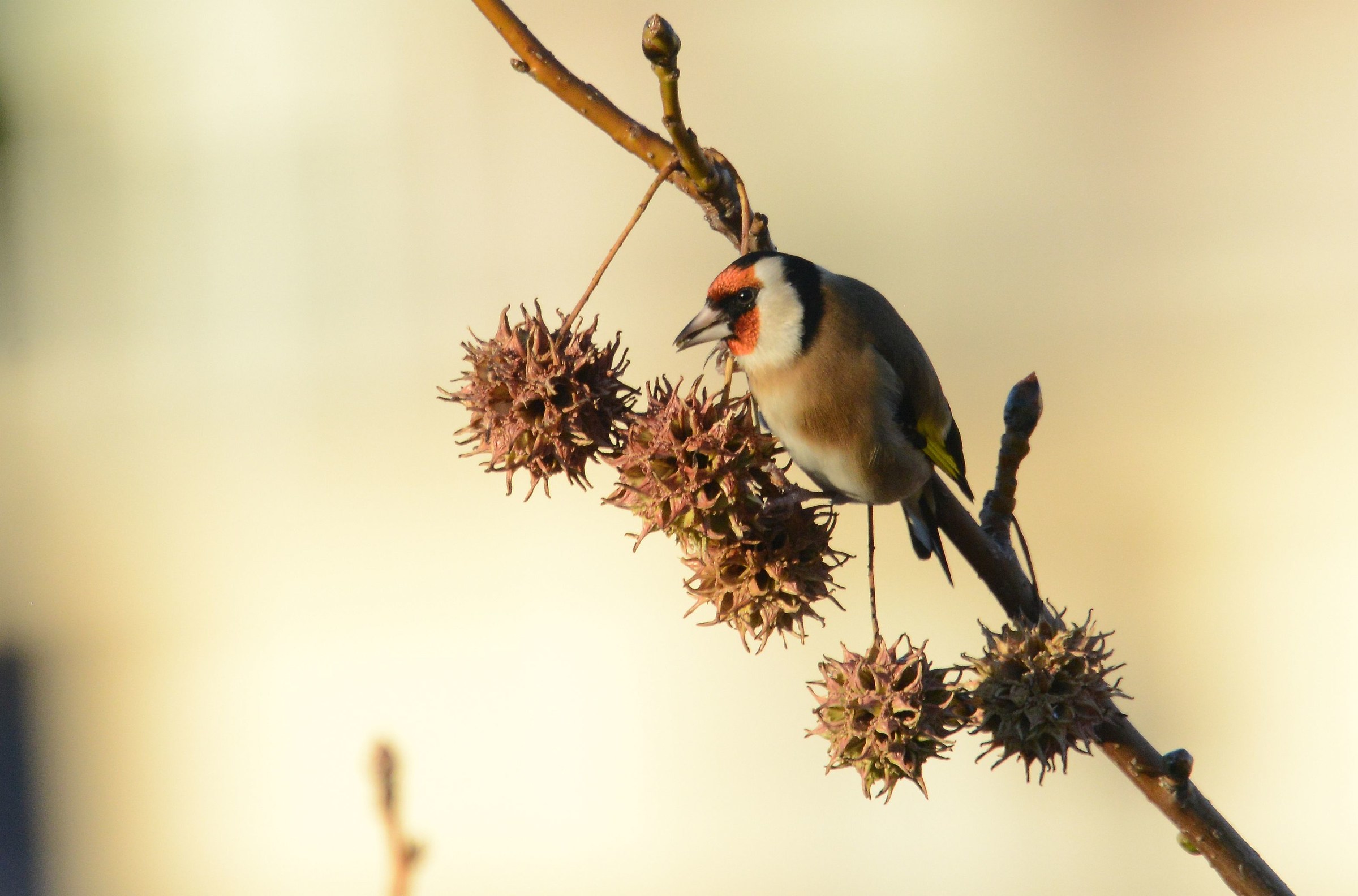 goldfinch