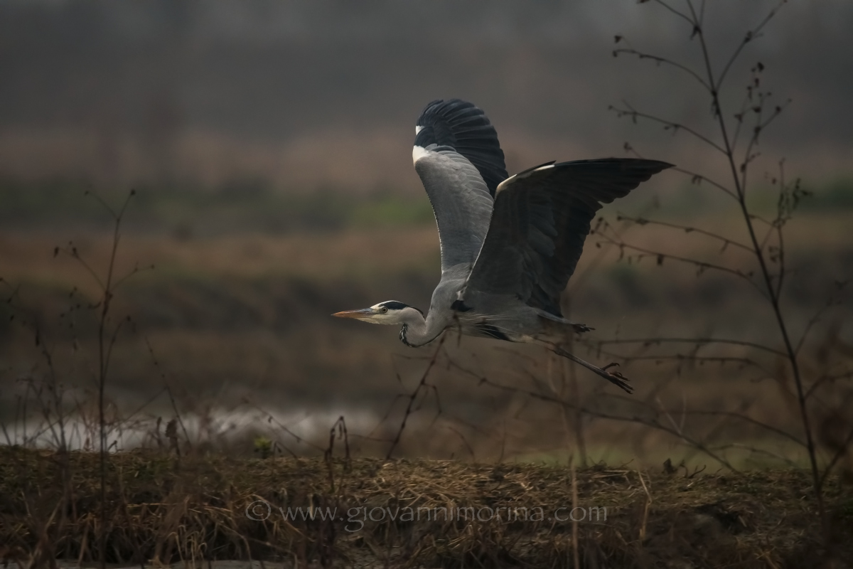 the flight of herons
