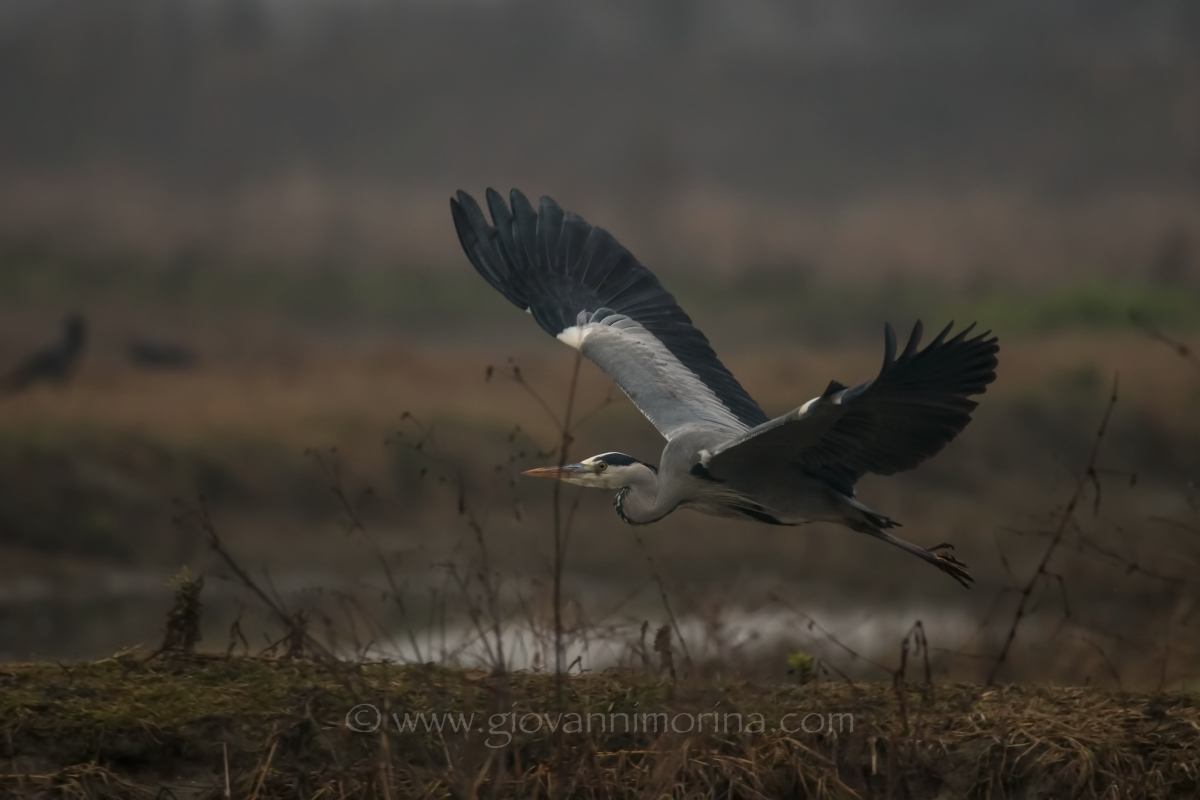 the flight of the Grey 2