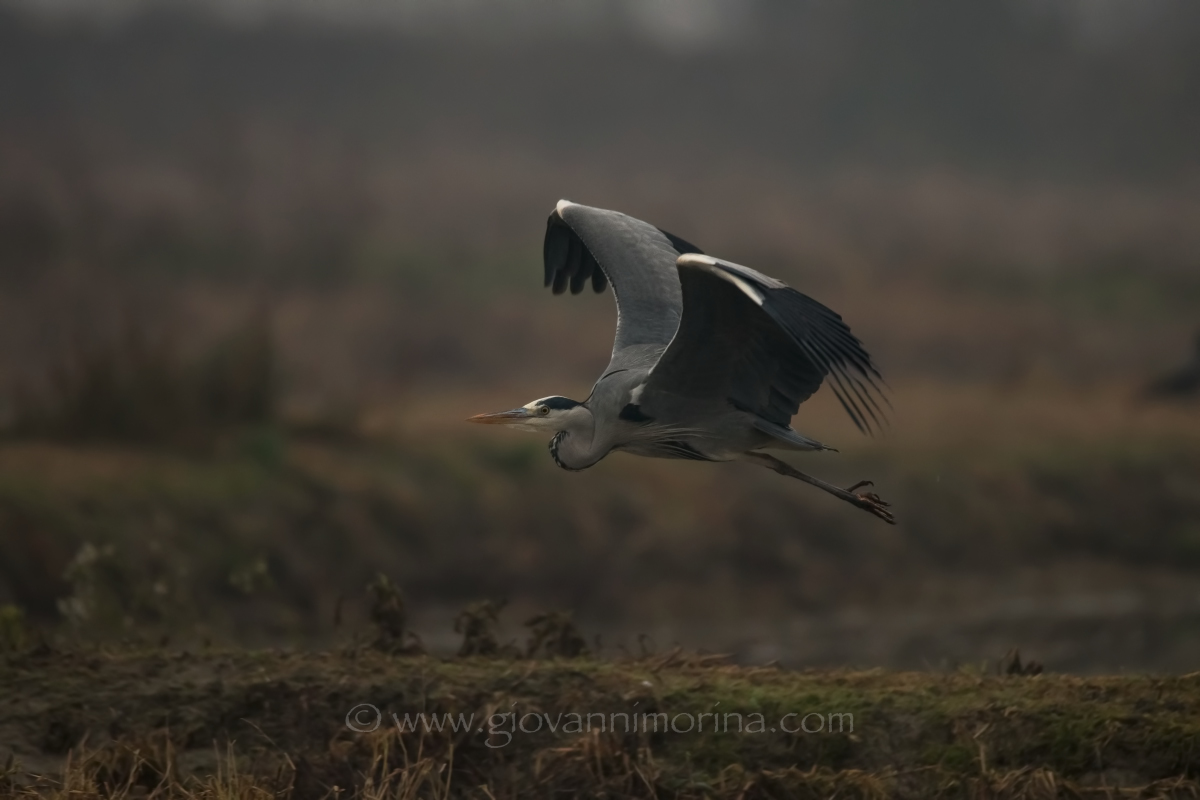 the flight of the Grey 3