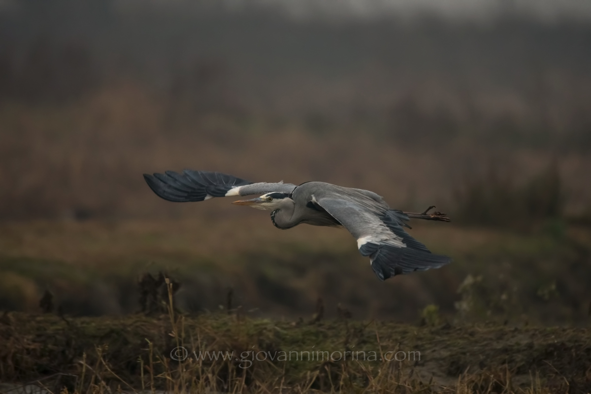 the flight of the Grey 5