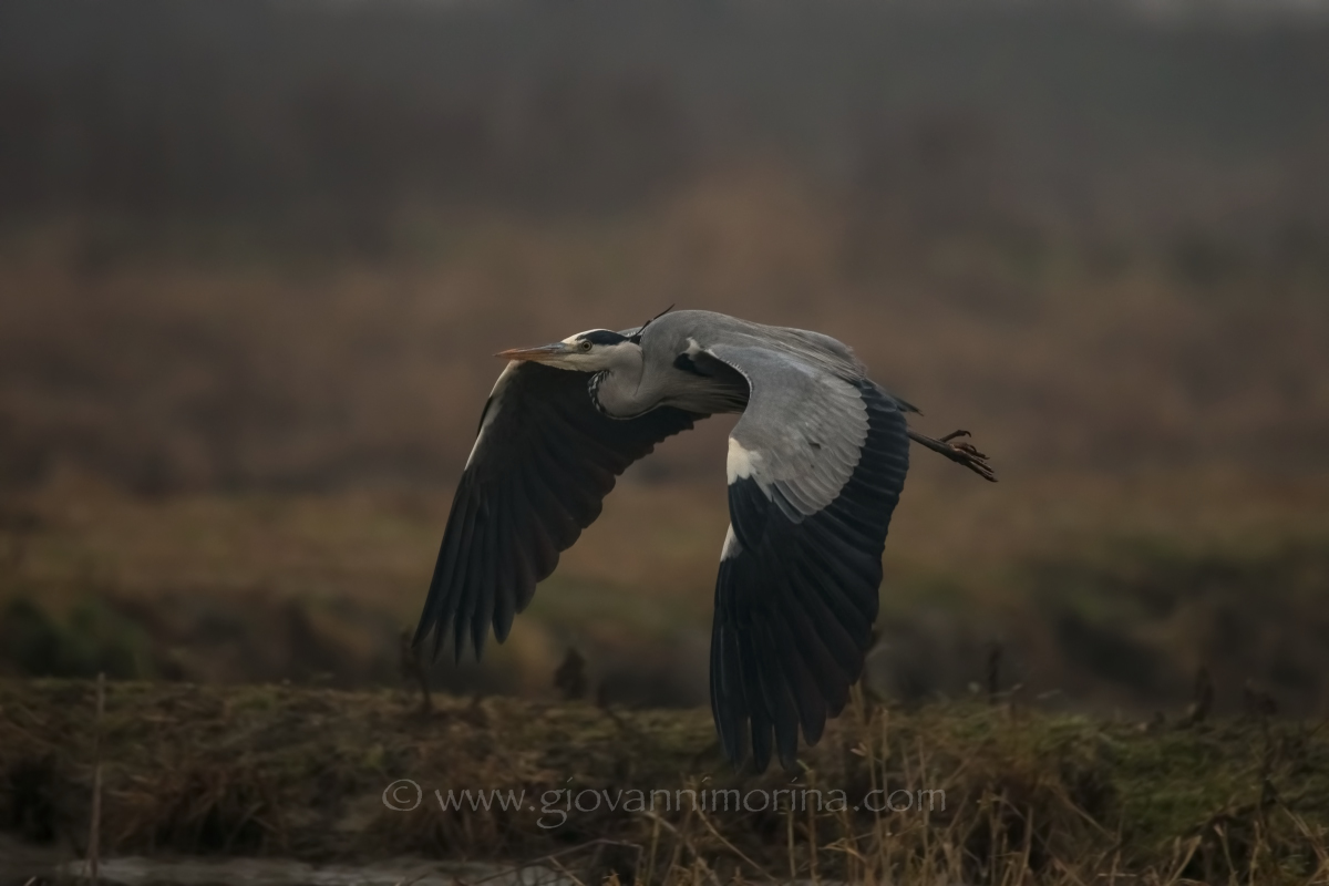 the flight of the fly ash 6