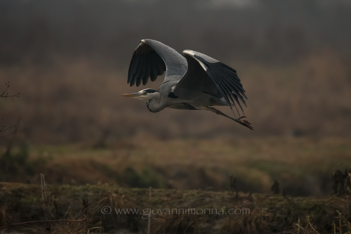 the flight of the Grey 7