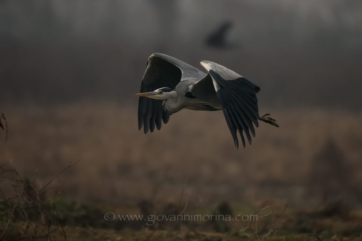 the flight of the fly ash 10