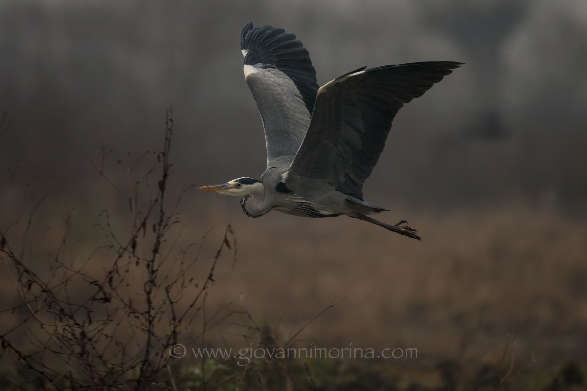 the flight of the fly ash 11