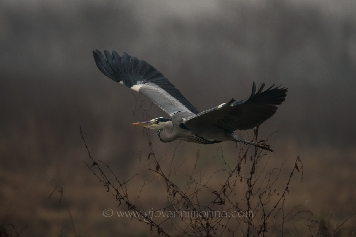 the flight of the fly ash 12