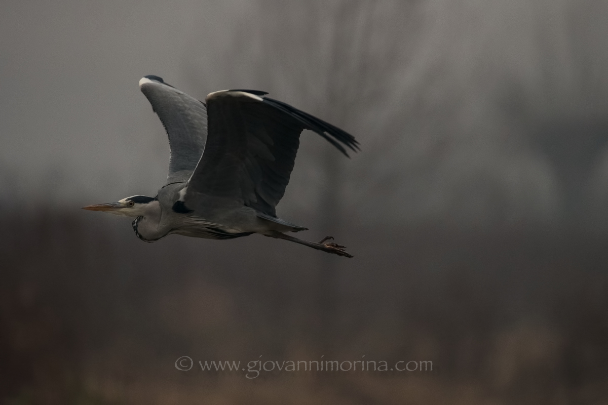 the flight of the fly ash 14