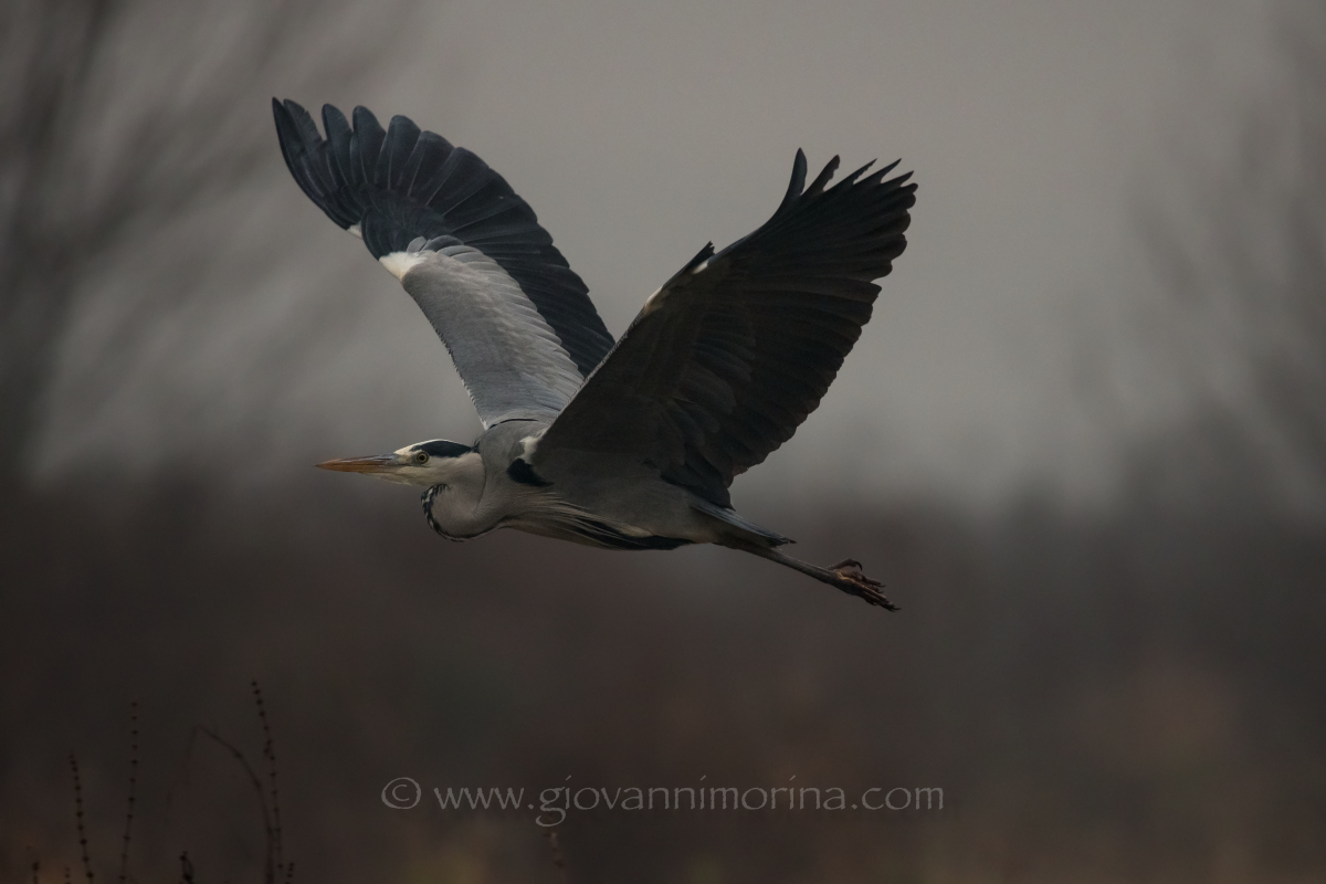 the flight of the fly ash 15