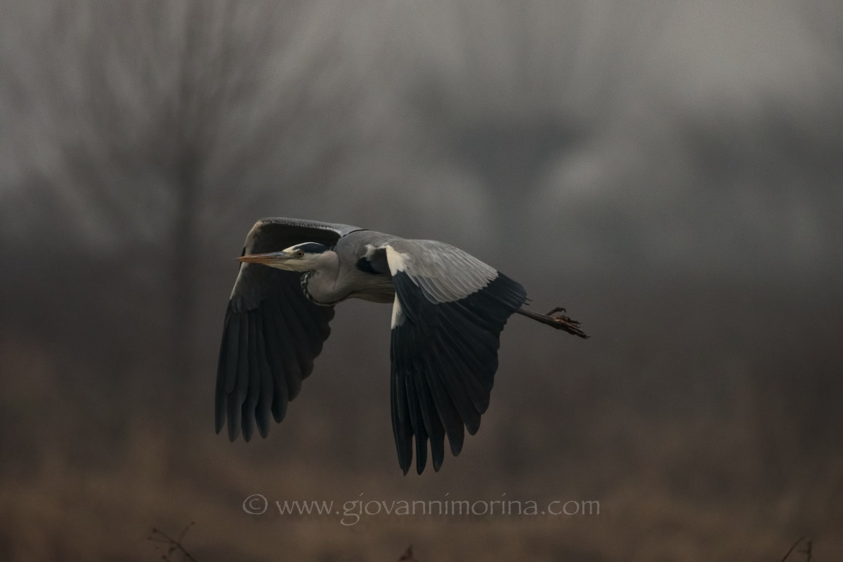 the flight of the fly ash 13