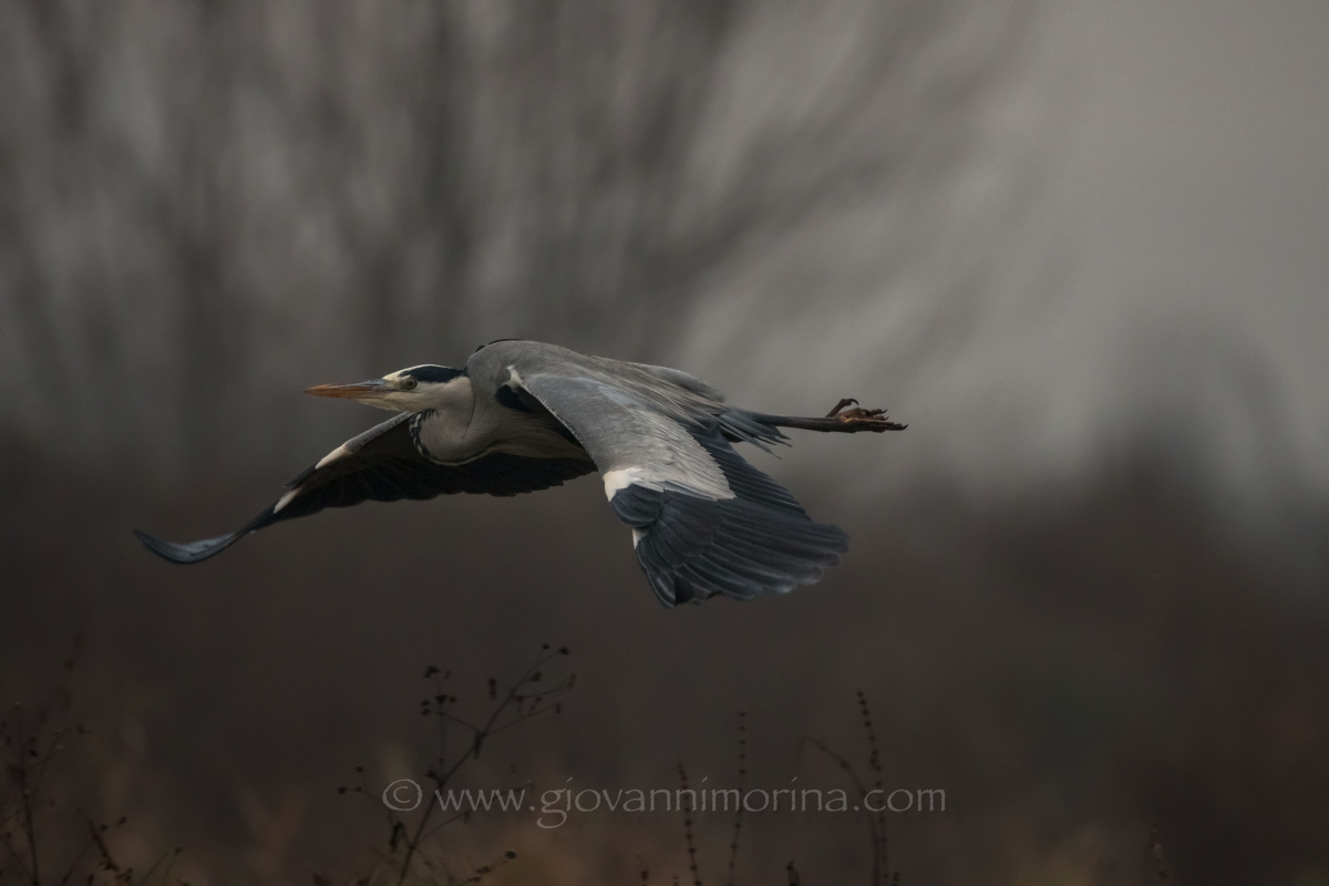 the flight of the fly ash 16