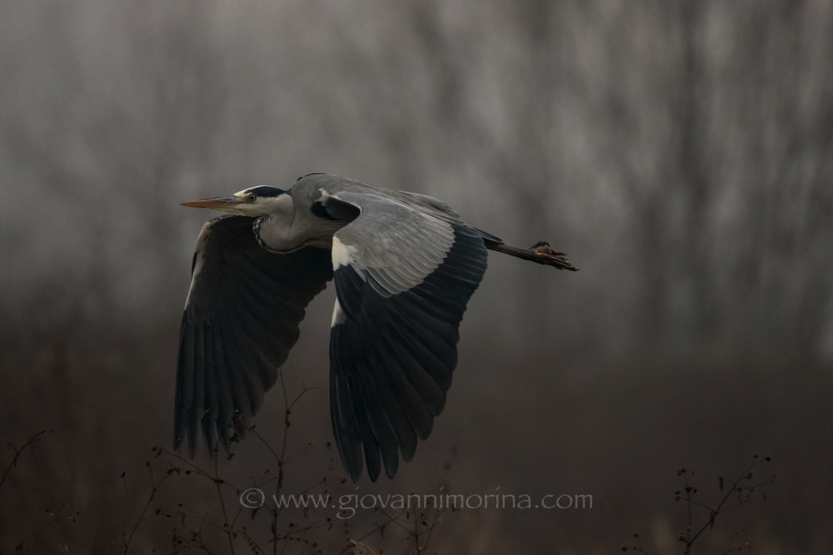 the flight of the fly ash 17