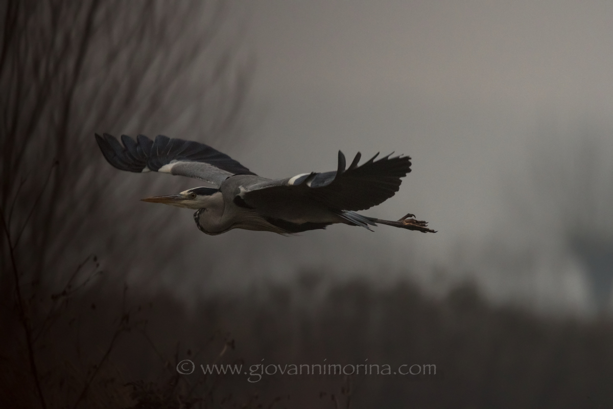 the flight of the fly ash 19