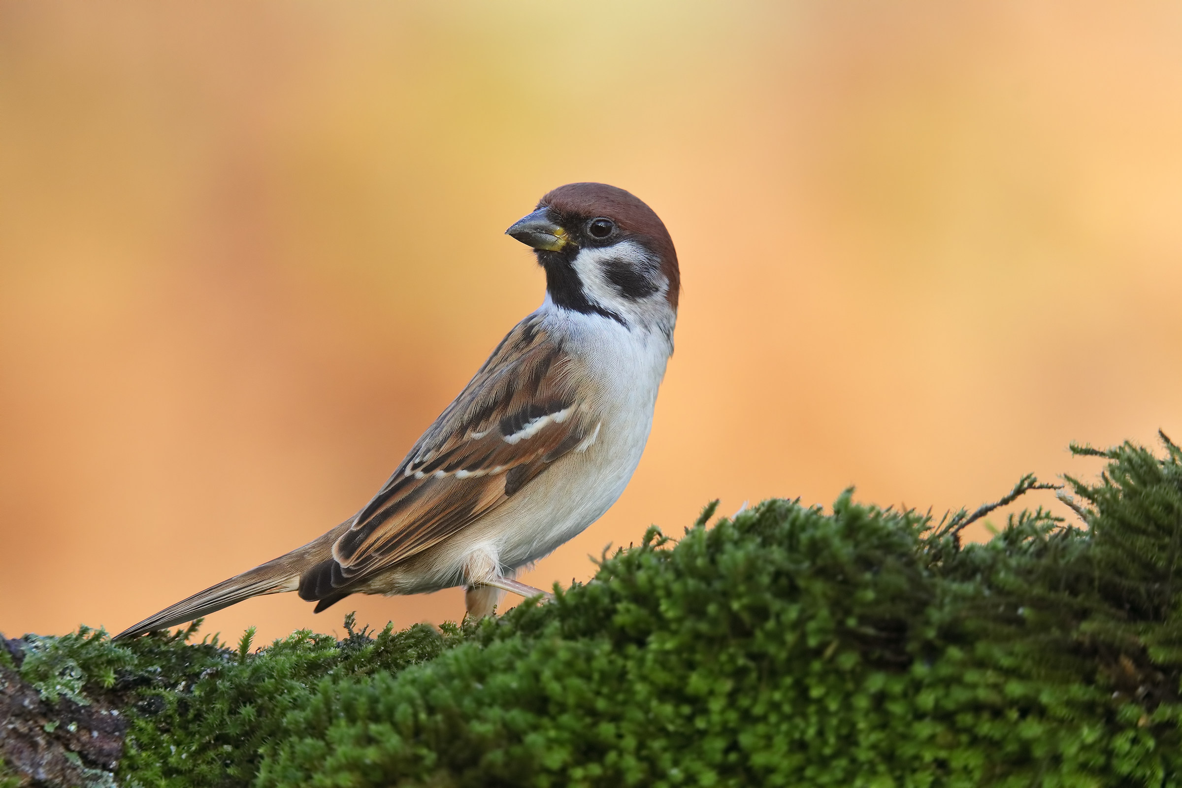 Tree sparrow